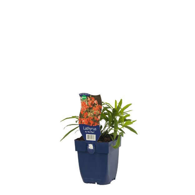 Image de Lathyrus lat. 'Red Pearl' - pot de 11 cm.