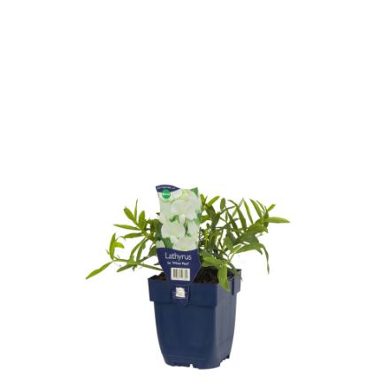 Agrandir l'image de Lathyrus lat. 'White Pearl' - pot de 11 cm. Image de Lathyrus lat. 'White Pearl' - pot de 11 cm.