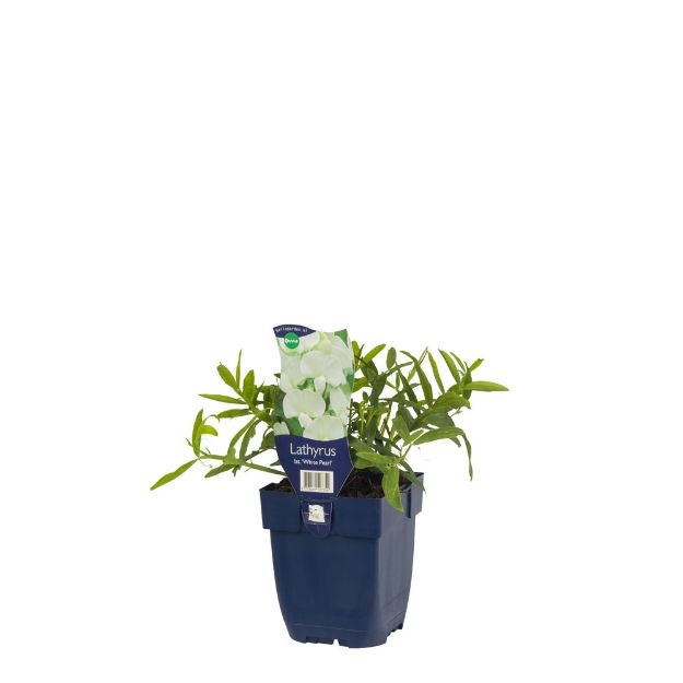 Image de Lathyrus lat. 'White Pearl' - pot de 11 cm.