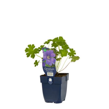 Agrandir l'image de Geranium 'Philippe Vapelle' - pot de 11 cm. Image de Geranium 'Philippe Vapelle' - pot de 11 cm.