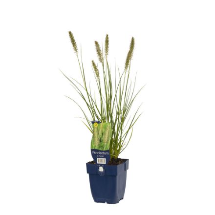 Agrandir l'image de Pennisetum alop. 'Hameln' - pot de 11 cm. Image de Pennisetum alop. 'Hameln' - pot de 11 cm.