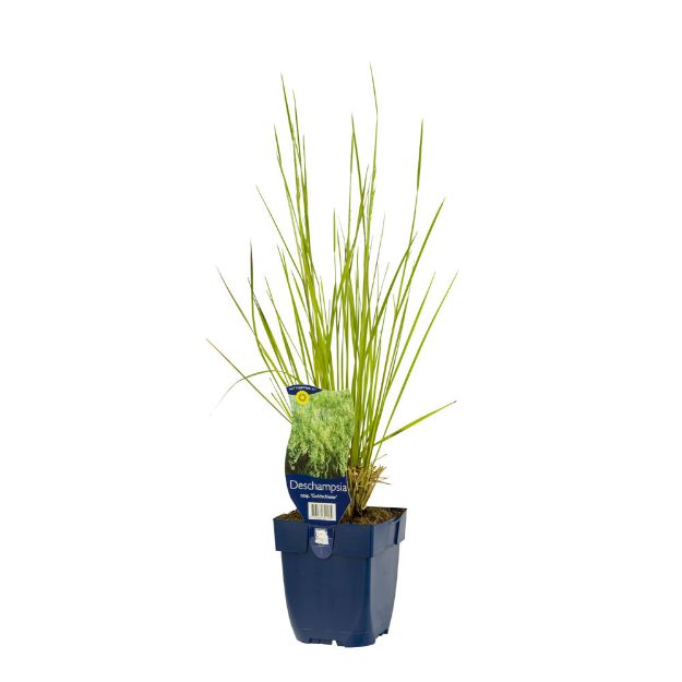 Image de Deschampsia cesp. 'Goldschleier' - pot de 11 cm.