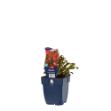 Image de Gaura lindh. 'Florgaured' - pot de 11 cm.