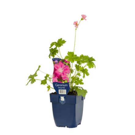 Agrandir l'image de Geranium 'Orkney Pink' - pot de 11 cm. Image de Geranium 'Orkney Pink' - pot de 11 cm.