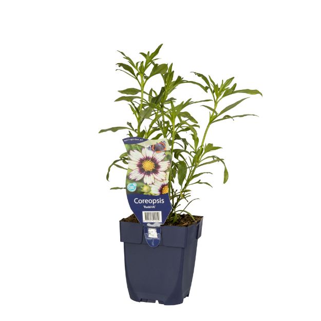 Image de Coreopsis 'Redshift' - pot de 11 cm.
