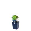 Image de Euphorbia martini - pot de 11 cm.