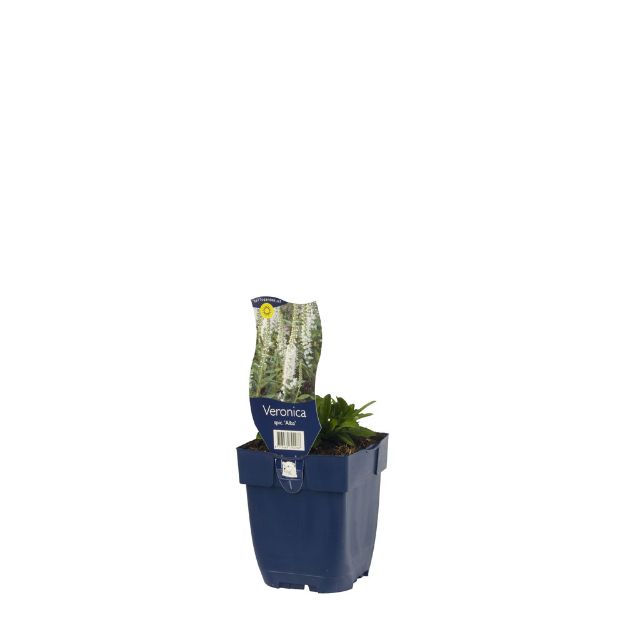 Image de Veronica spic. 'Alba' - pot de 11 cm.