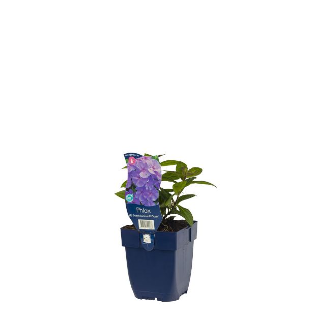 Image de Phlox (P) 'Sw. Summer Ocean' - pot de 11 cm.