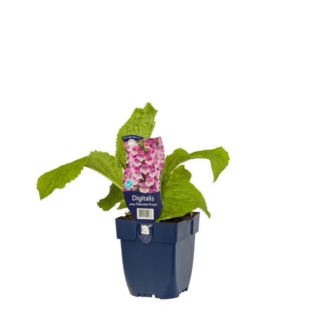Image de Digitalis purp. 'Dalmatian Purple' - pot de 11 cm.