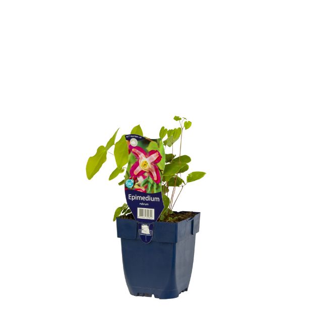 Image de Epimedium rubrum - pot de 11 cm.