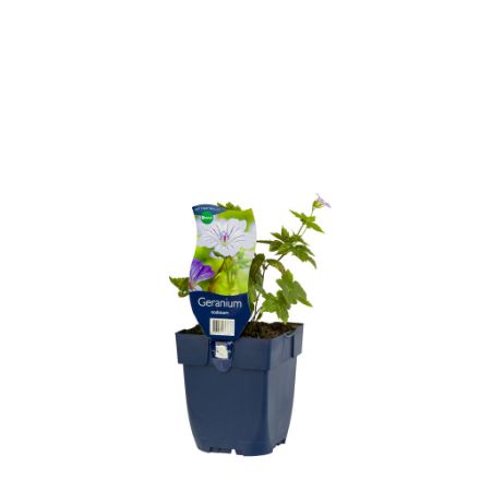 Agrandir l'image de Geranium nodosum - pot de 11 cm. Image de Geranium nodosum - pot de 11 cm.