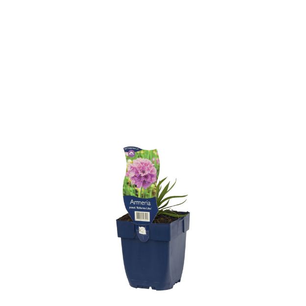 Image de Armeria pseud. 'Ballerina Lilac' - pot de 11 cm.