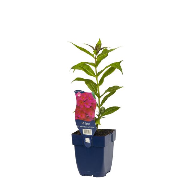 Image de Phlox (P) 'Sw. Summer Wine' - pot de 11 cm.