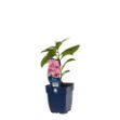 Image de Phlox (P) 'Sw. Summer Candy' - pot de 11 cm.