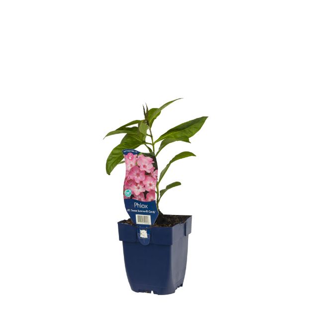 Image de Phlox (P) 'Sw. Summer Candy' - pot de 11 cm.