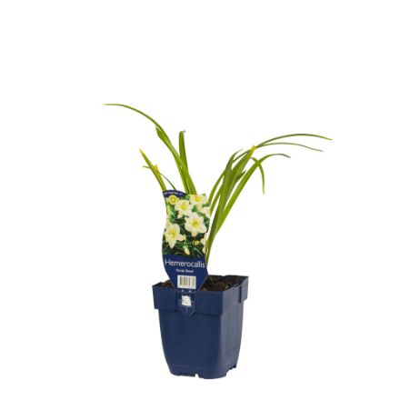 Agrandir l'image de Hemerocallis 'Arctic Snow' - pot de 11 cm. Image de Hemerocallis 'Arctic Snow' - pot de 11 cm.