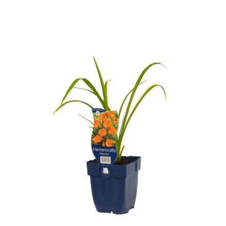 Agrandir l'image de Hemerocallis 'Mauna Loa' - pot de 11 cm. Image de Hemerocallis 'Mauna Loa' - pot de 11 cm.