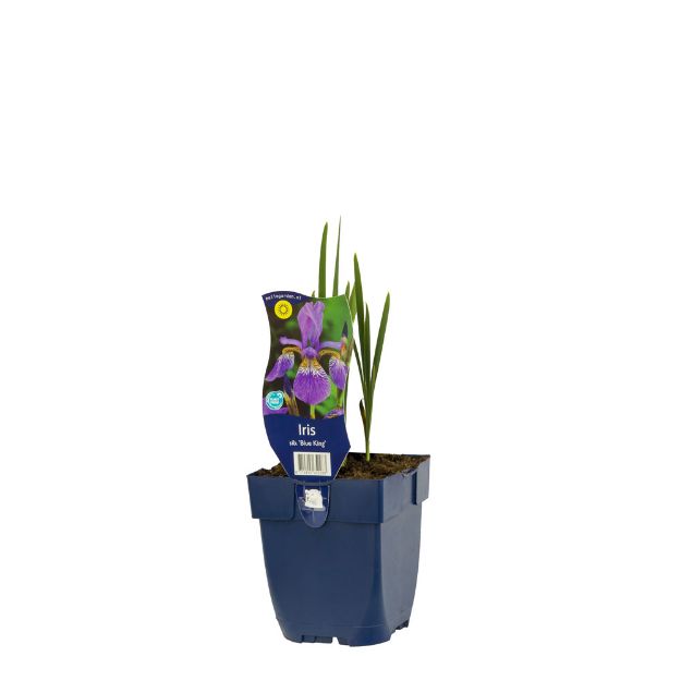 Image de Iris sib. 'Blue King' - pot de 11 cm.