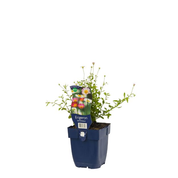Image de Erigeron karvinskianus - pot de 11 cm.
