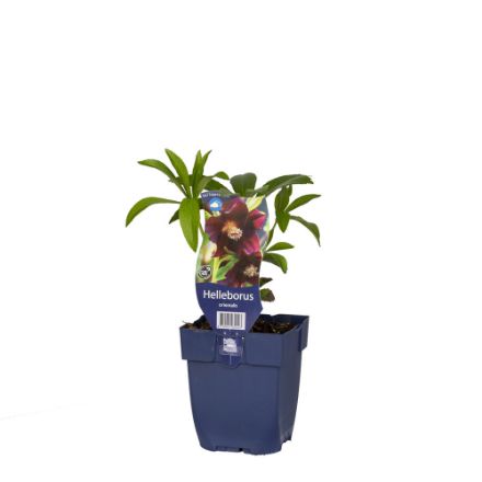 Agrandir l'image de Helleborus orientalis - pot de 11 cm. Image de Helleborus orientalis - pot de 11 cm.