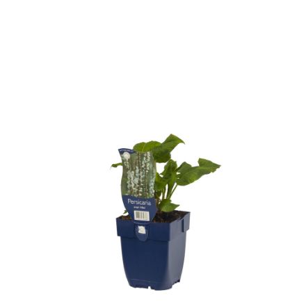 Agrandir l'image de Persicaria ampl. 'Alba' - pot de 11 cm. Image de Persicaria ampl. 'Alba' - pot de 11 cm.