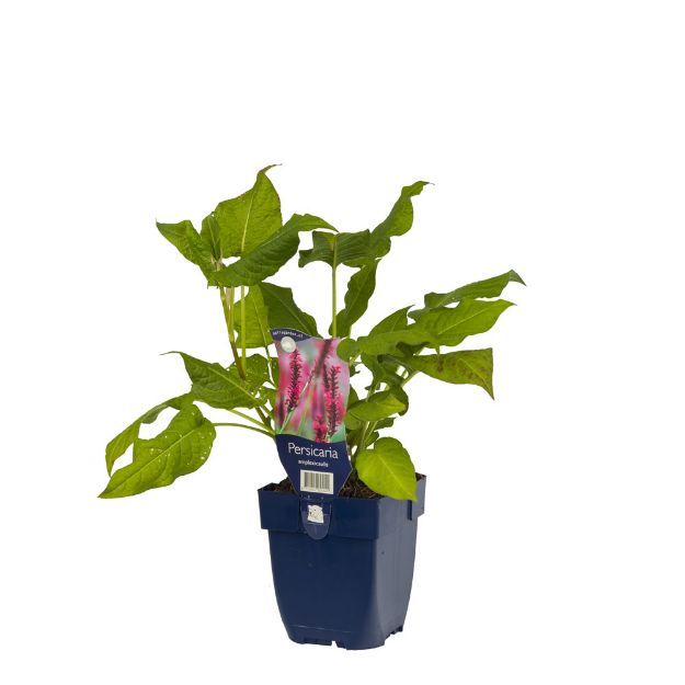 Image de Persicaria amplexicaulis - pot de 11 cm.