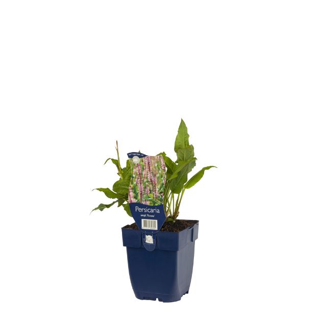 Image de Persicaria ampl. 'Rosea' - pot de 11 cm.