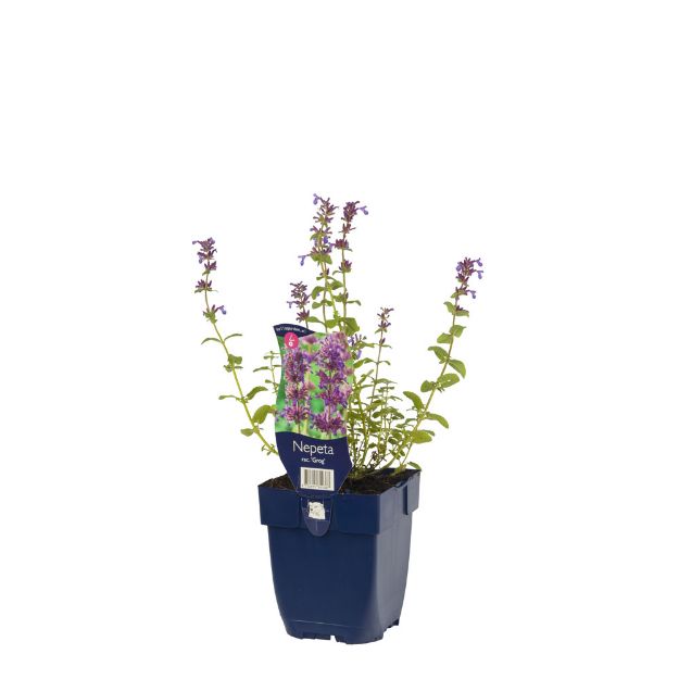 Image de Nepeta rac. 'Grog' - pot de 11 cm.