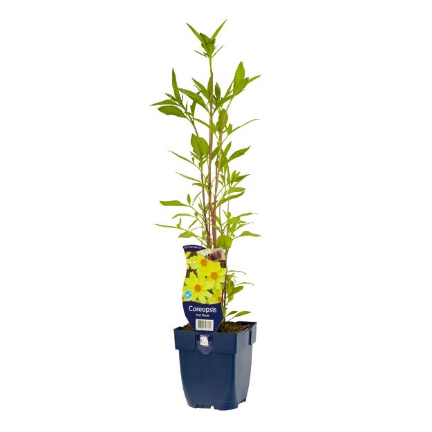 Image de Coreopsis 'Full Moon' - pot de 11 cm.