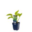 Image de Hosta 'Royal Standard' - pot de 11 cm.