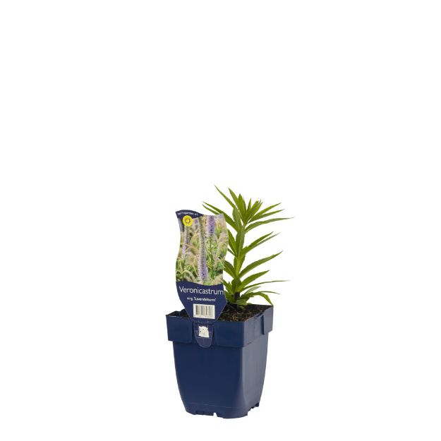 Image de Veronicastrum virg. 'Lavendelturm' - pot de 11 cm.