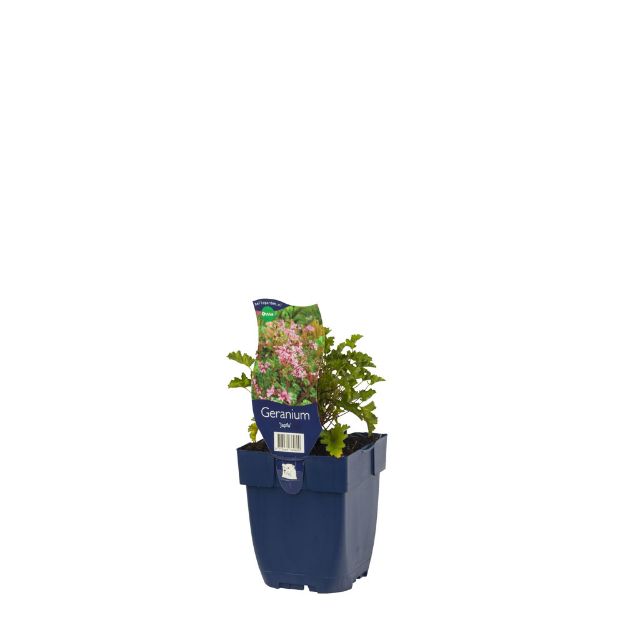 Image de Geranium 'Japfu' - pot de 11 cm.