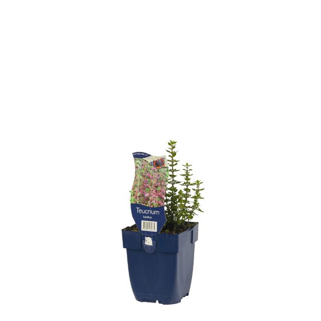 Image de Teucrium lucidrys - pot de 11 cm.