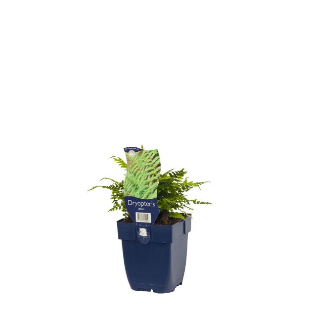 Image de Dryopteris affinis - pot de 11 cm.
