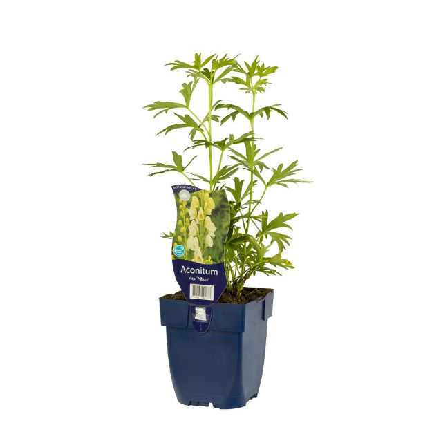 Image de Aconitum nap. 'Album' - pot de 11 cm.