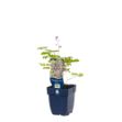 Image de Thalictrum delavayi - pot de 11 cm.