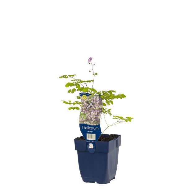 Image de Thalictrum delavayi - pot de 11 cm.