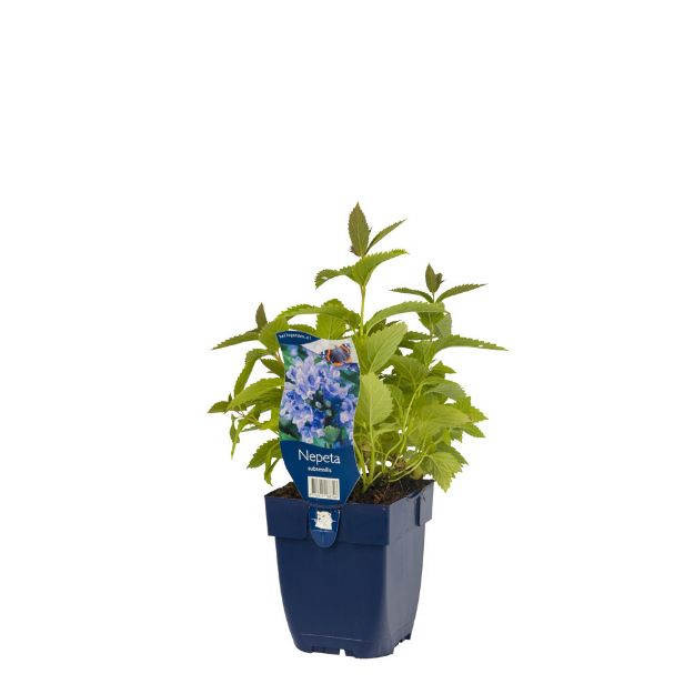Image de Nepeta subsessilis - pot de 11 cm.