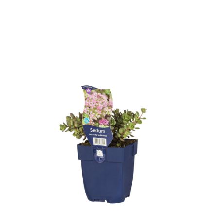 Agrandir l'image de Sedum cauticola 'Lidakense' - pot de 11 cm. Image de Sedum cauticola 'Lidakense' - pot de 11 cm.