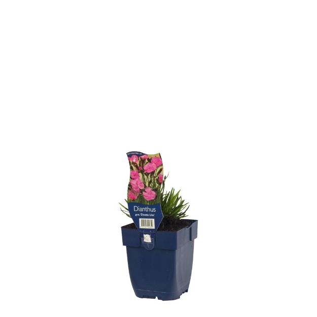 Image de Dianthus grat. 'Dinetta Lilac' - pot de 11 cm.