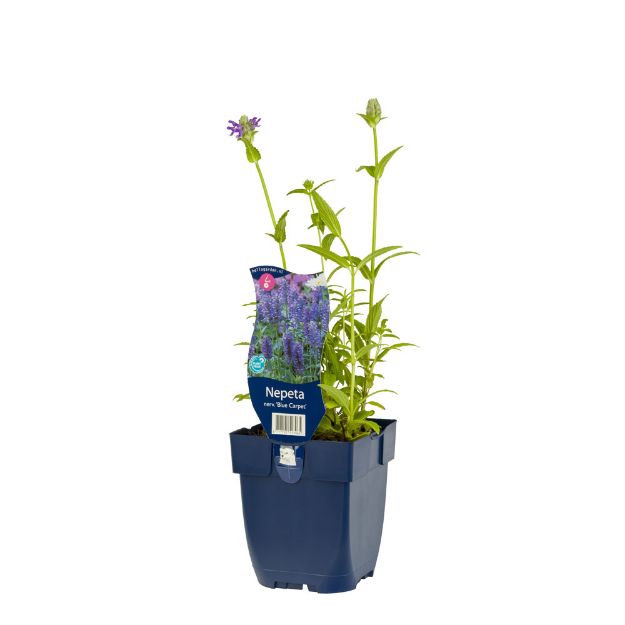 Image de Nepeta nervosa 'Blue Carpet' - pot de 11 cm.