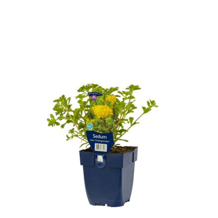 Agrandir l'image de Sedum kamt. 'Immergrün' - pot de 11 cm. Image de Sedum kamt. 'Immergrün' - pot de 11 cm.