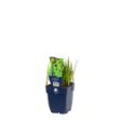 Image de Juncus ensifolius - pot de 11 cm.