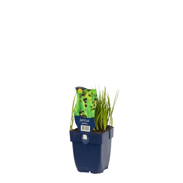 Image de Juncus ensifolius - pot de 11 cm.