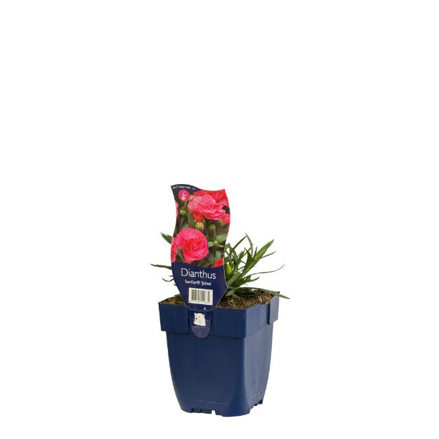 Image de Dianthus Sunflor 'Jolina' - pot de 11 cm.