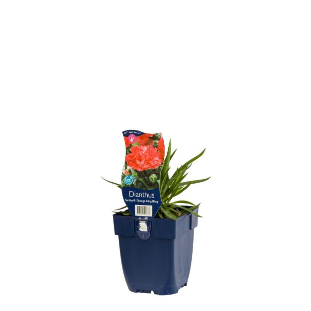 Image de Dianthus 'Sunflor Orange Bling Bling' - pot de 11 cm.