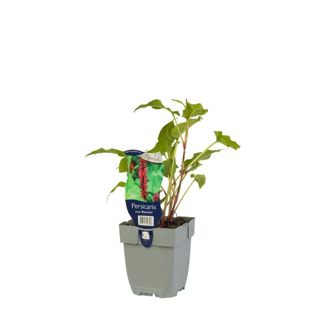 Image de Persicaria ampl. 'Blackfield' - pot de 11 cm.