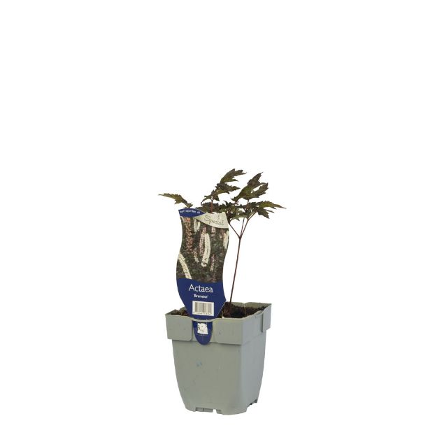 Image de Actaea 'Brunette' - pot de 11 cm.