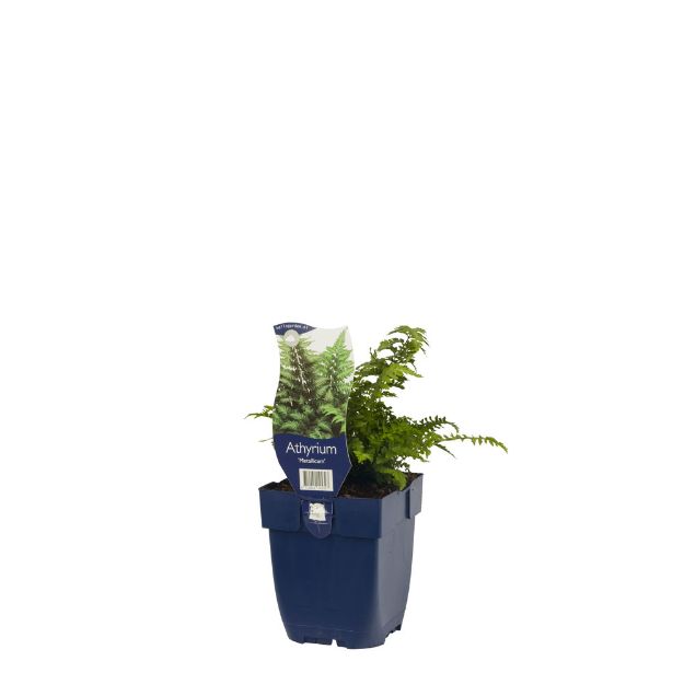 Image de Athyrium 'Metallicum' - pot de 11 cm.