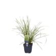 Image de Deschampsia cesp. 'Tardiflora' - pot de 11 cm.